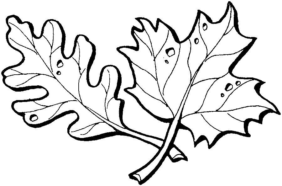 Шаблон осенние листья скачать