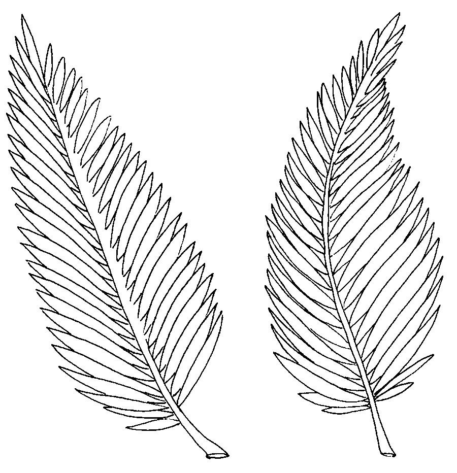 palm tree leaves coloring pages - photo #19