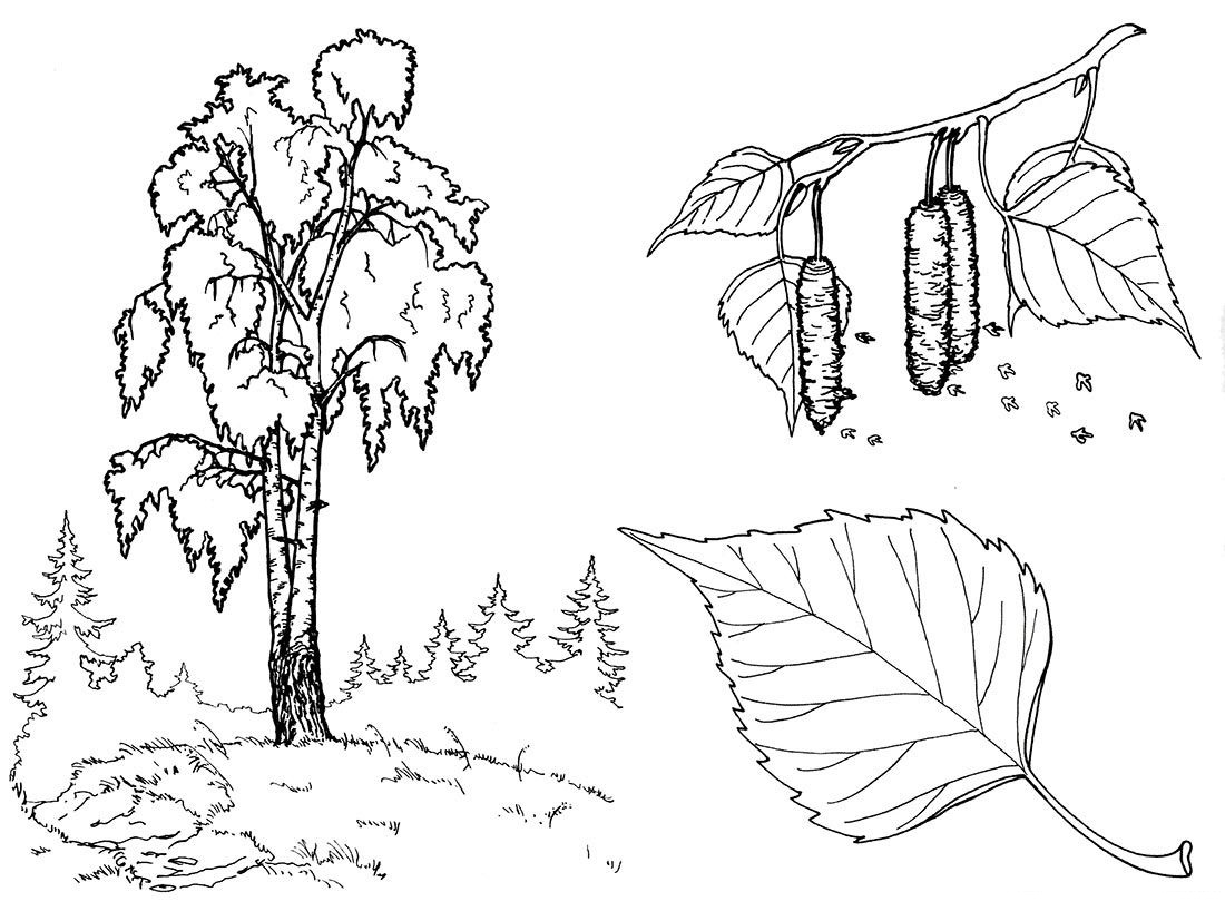 Розмальовки Природа Розмальовки дерев, кедр, дуб, береза, осика, клен, листя дерев