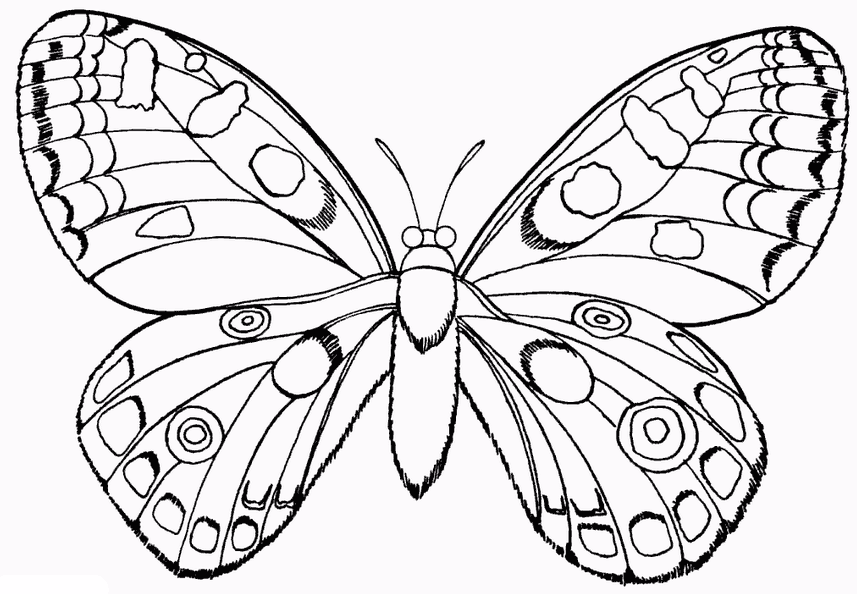Розмальовки Природа Розмальовки комахи для дітей, коник, метелик, бджола, сонечко, джміль, жук