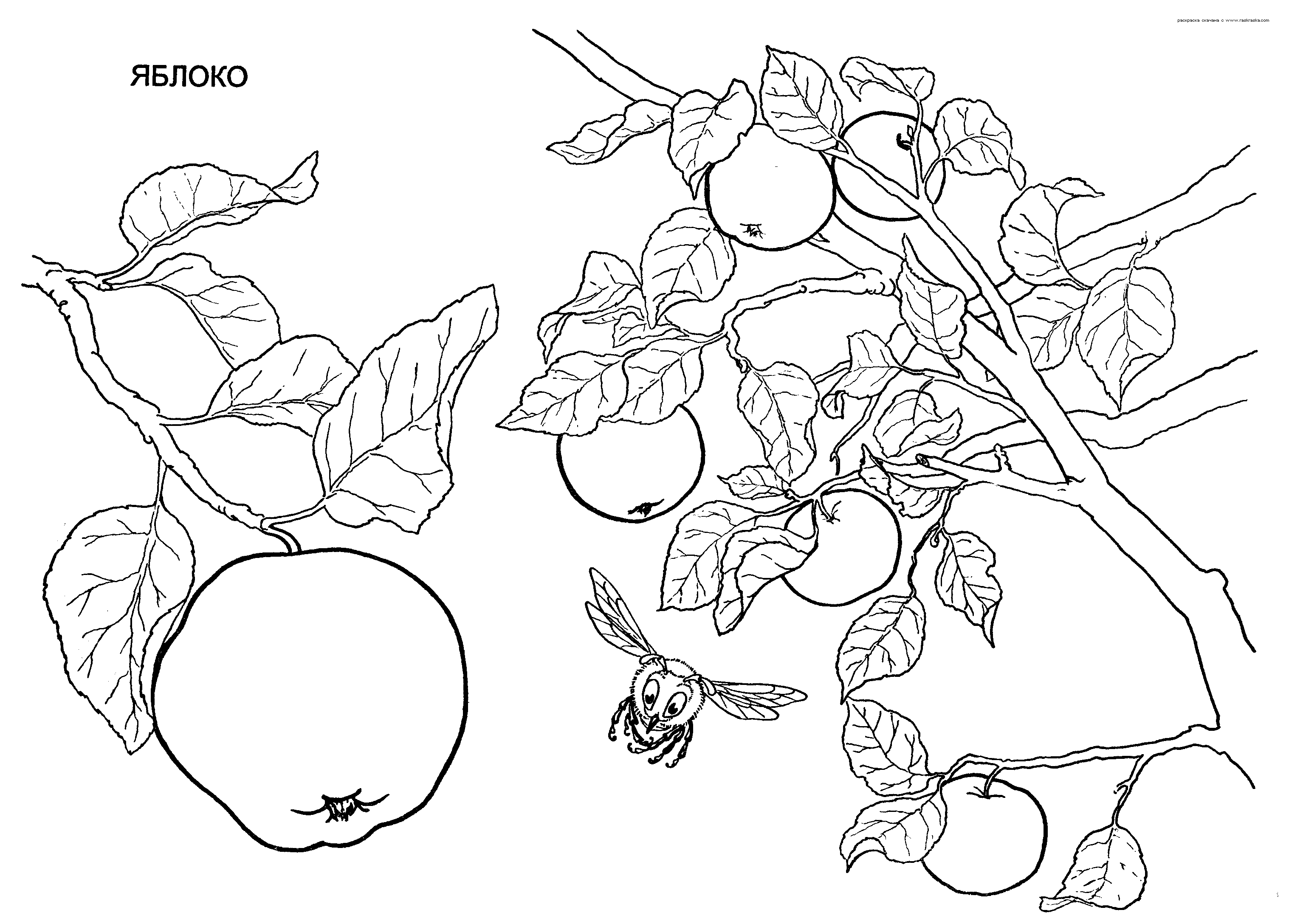 Розмальовки Яблука  Дитяча розфарбування, яблука, яблуня, фрукт