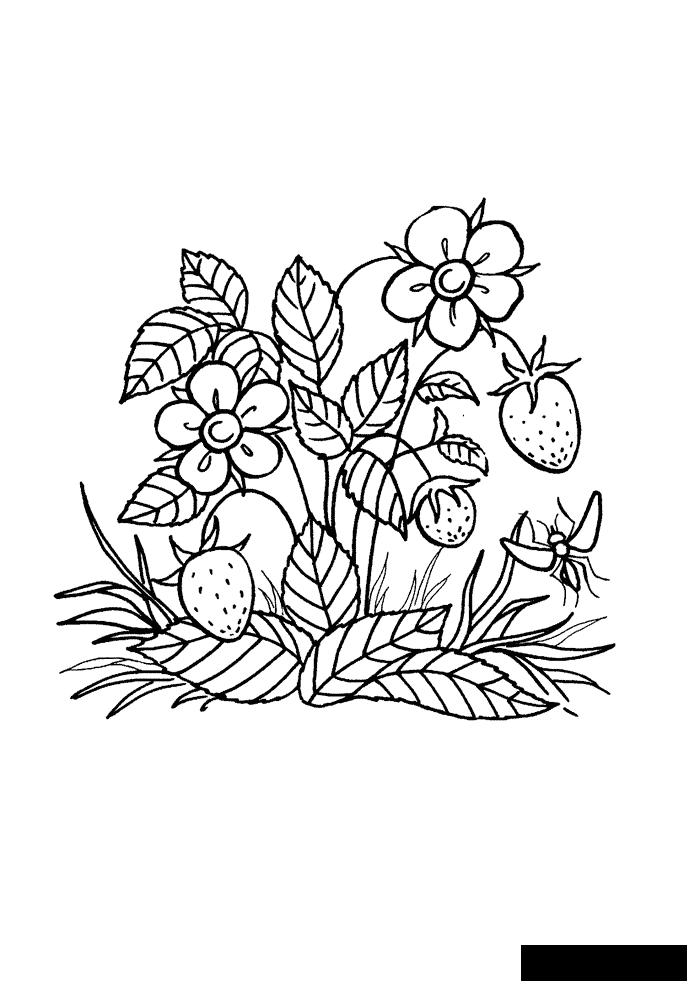Розмальовки їжа Квіти і ягідки, розмальовки