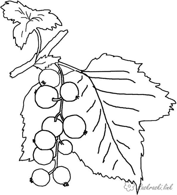Розмальовки ягоди Ягоди горобини і листочок, розфарбування 