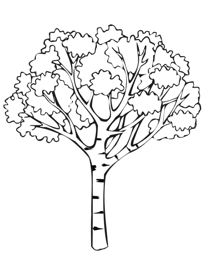 Розмальовки Дерева розфарбування береза, розфарбування дерева, природа