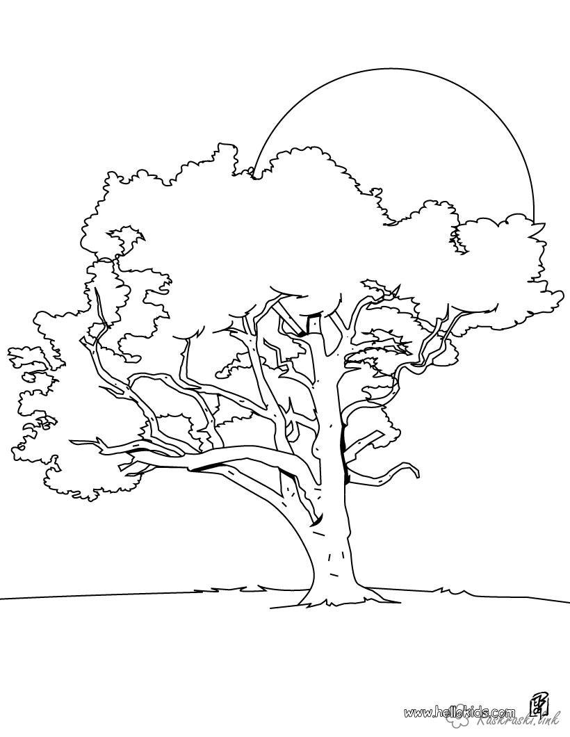 Розмальовки Дерева розмальовка дерево, велике сонце, світанок, пишне дерево