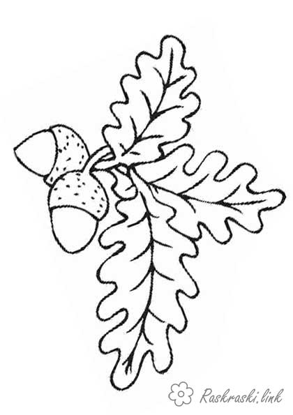 Розмальовки природа Розмальовка жолудь, листя дуба, гілочка дуба з жолудями