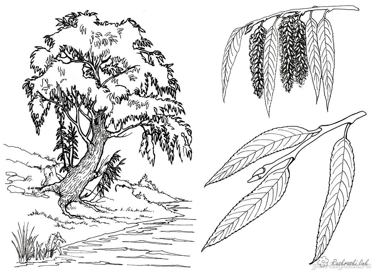 Розмальовки Дерева розфарбування верба, річка, гілочка верби, сережки верби