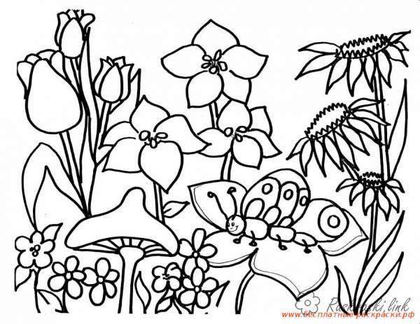 Розмальовки квіти розфарбування літо квіти метелики грибочки природа