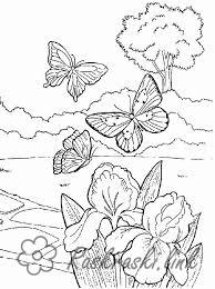Розмальовки природа розфарбування літо природа метелики крокуси квіти