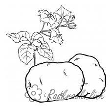 Розмальовки Овочі  розфарбування картопля, смачний картопля, картопля