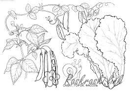 Розмальовки Овочі  розфарбування пекінська капуста, стручковий горох