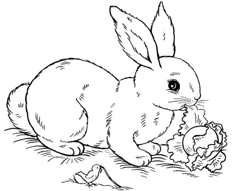 Розмальовки Овочі  Гарний кроленя, їсть, розмальовки, дитячі