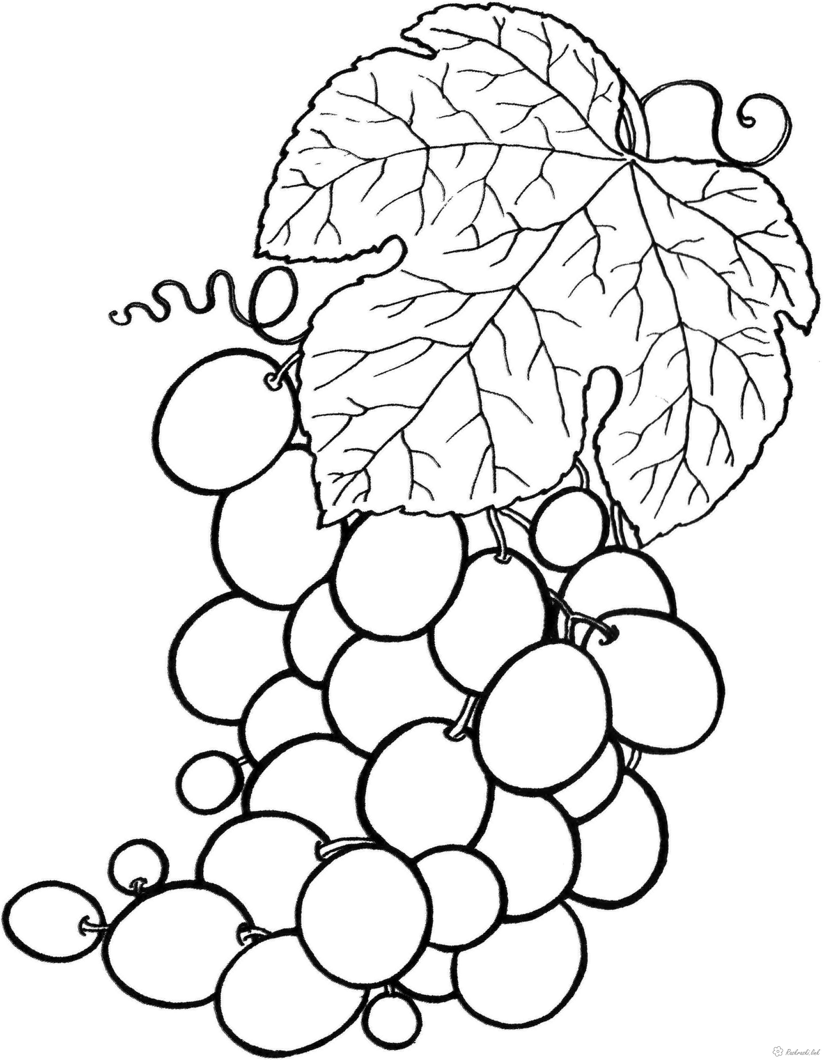 Розмальовки винограду Гроно солодкого зеленого винограду, розфарбування
