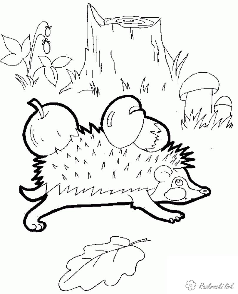 Розмальовки дикі Розмальовка тварини, дикі тварини, розфарбування їжачок, їжак, яблуко, гриб, ліс, їжачок у лісі, їжак, голки