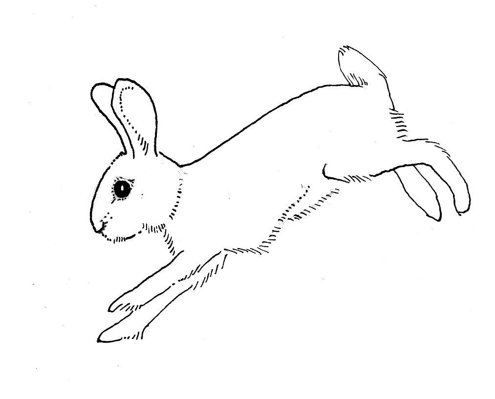 Раскраски Трафарет зайца заяц бежит