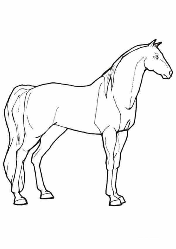 Раскраски Лошадь для вырезания стоящий лощадь