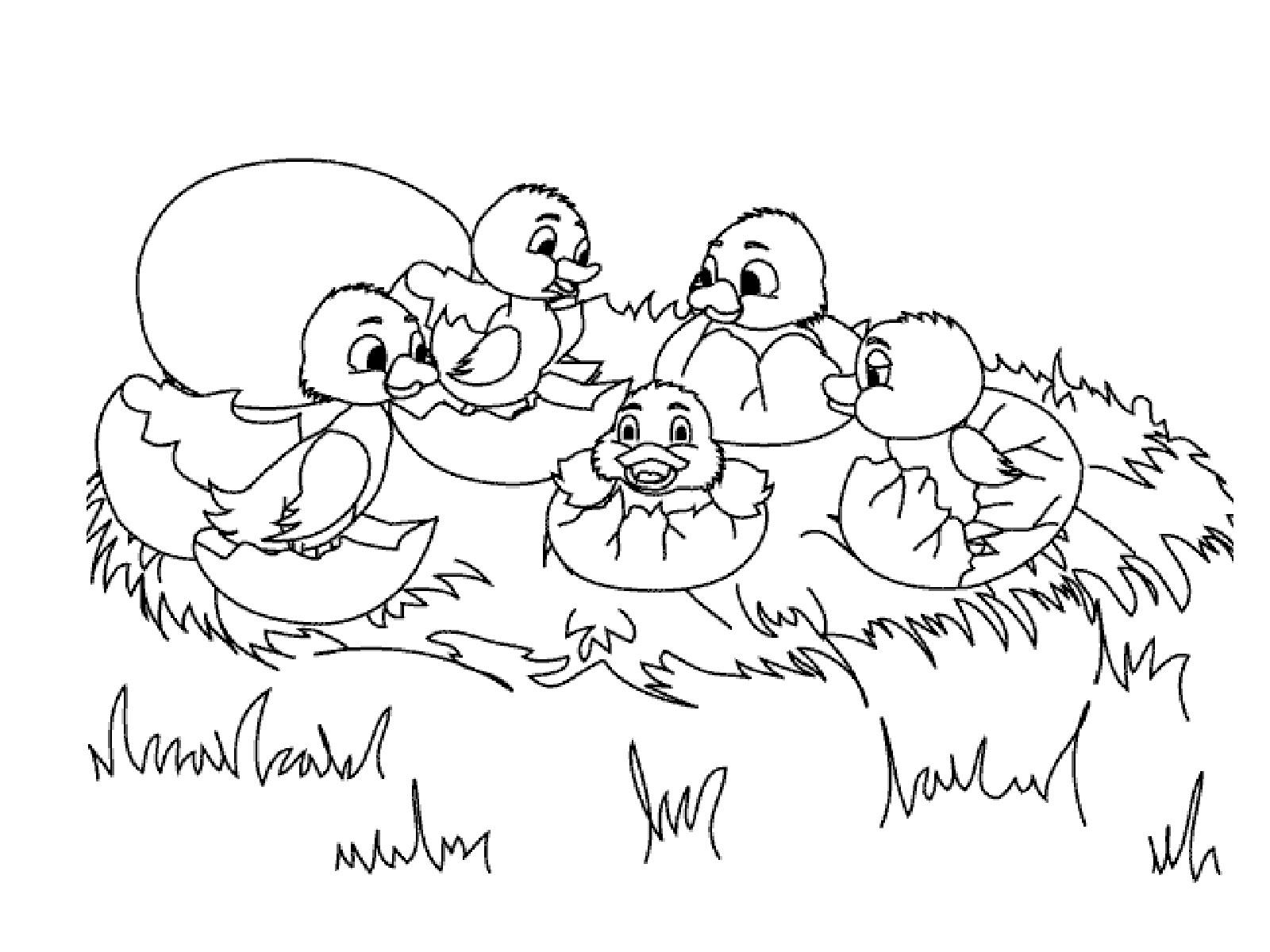 Раскраски раскраски для детей по сказкам Утята вылупляются в своем гнезде и смотрят друг на друга