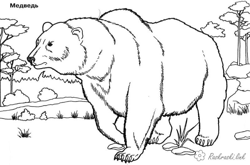 Розмальовки дитяча Розмальовка тварини, природа, лісові тварини, дикі тварини, розфарбування ведмідь, грізлі, великий ведмідь