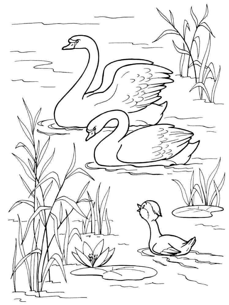 Раскраски раскраски по сказкам Андерсена По озеру плывут два лебедя и к ним направляется маленький гадкий утенок