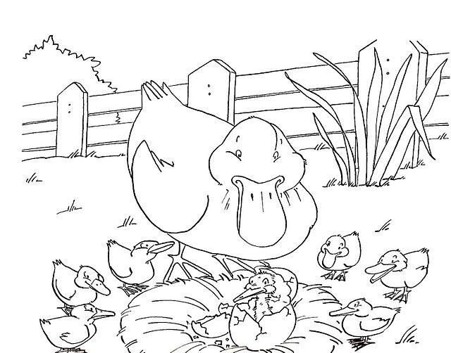 Раскраски раскраски по сказкам Андерсена Мама утка смотрит как вылупляется последний утенок из яйца