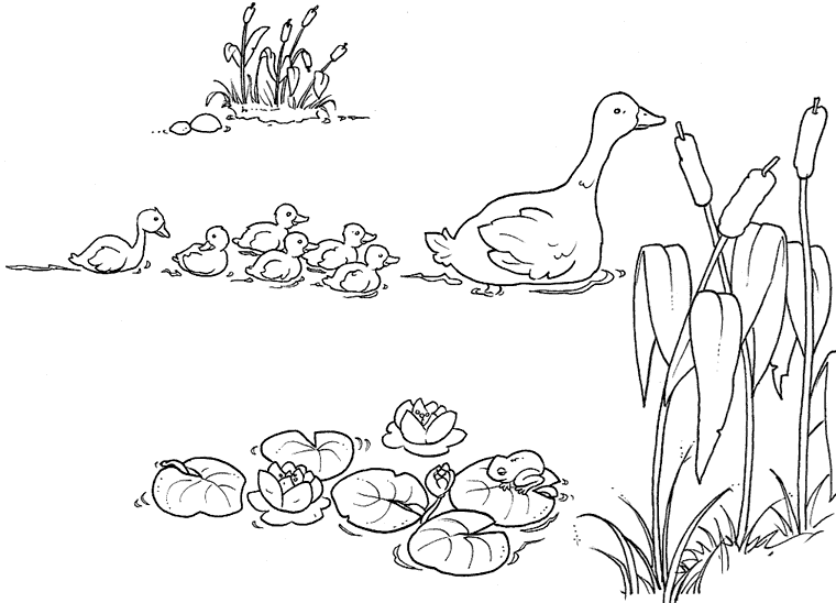 Раскраски раскраски по сказкам Андерсена Мама утка плывет по озеру со своими утятами