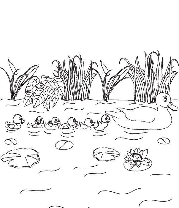 Раскраски раскраски по сказкам Андерсена Утка с утятами плывет по озеру и последний плывет гадкий утенок.
