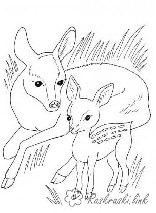 Розмальовки олені Розмальовка тварини, природа, лісові тварини, дикі тварини, розфарбування олені, олениха і оленятко,...