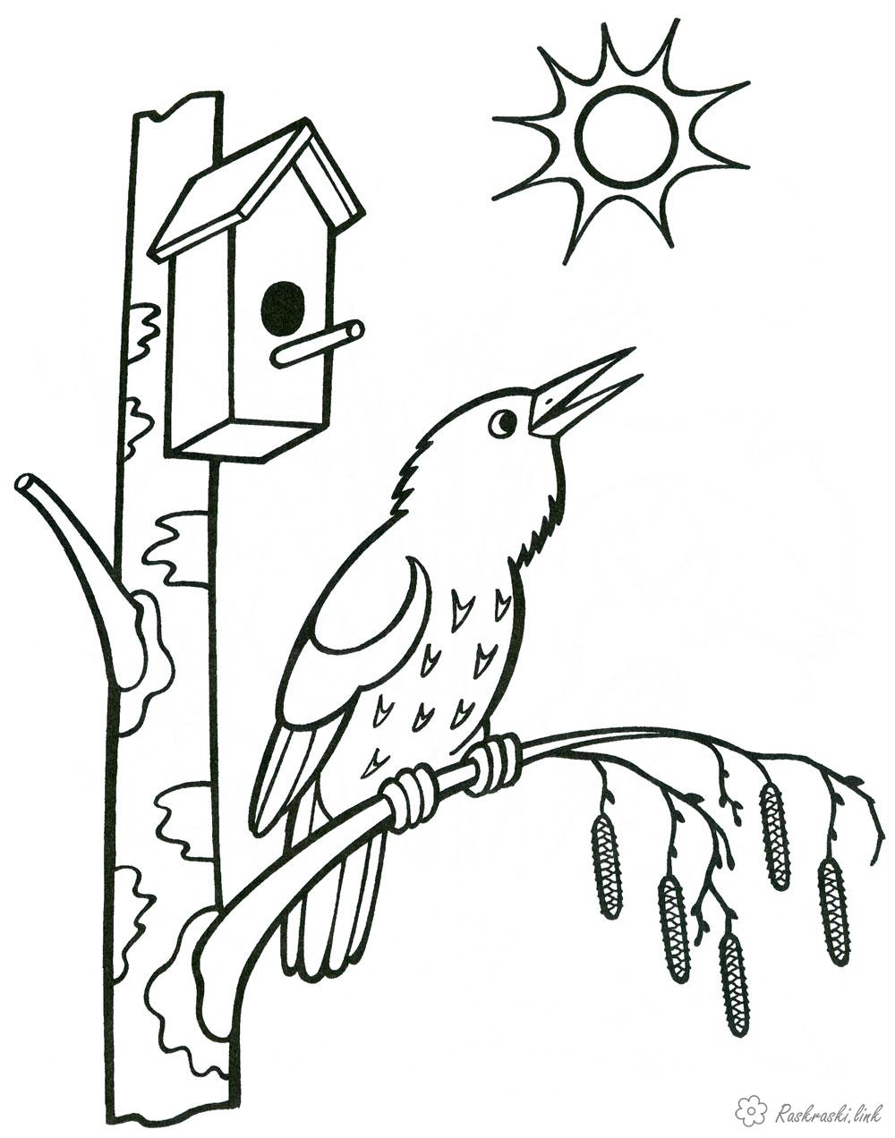 Coloring sun starlings flew, birdhouse, spring sun, spring coloring pages