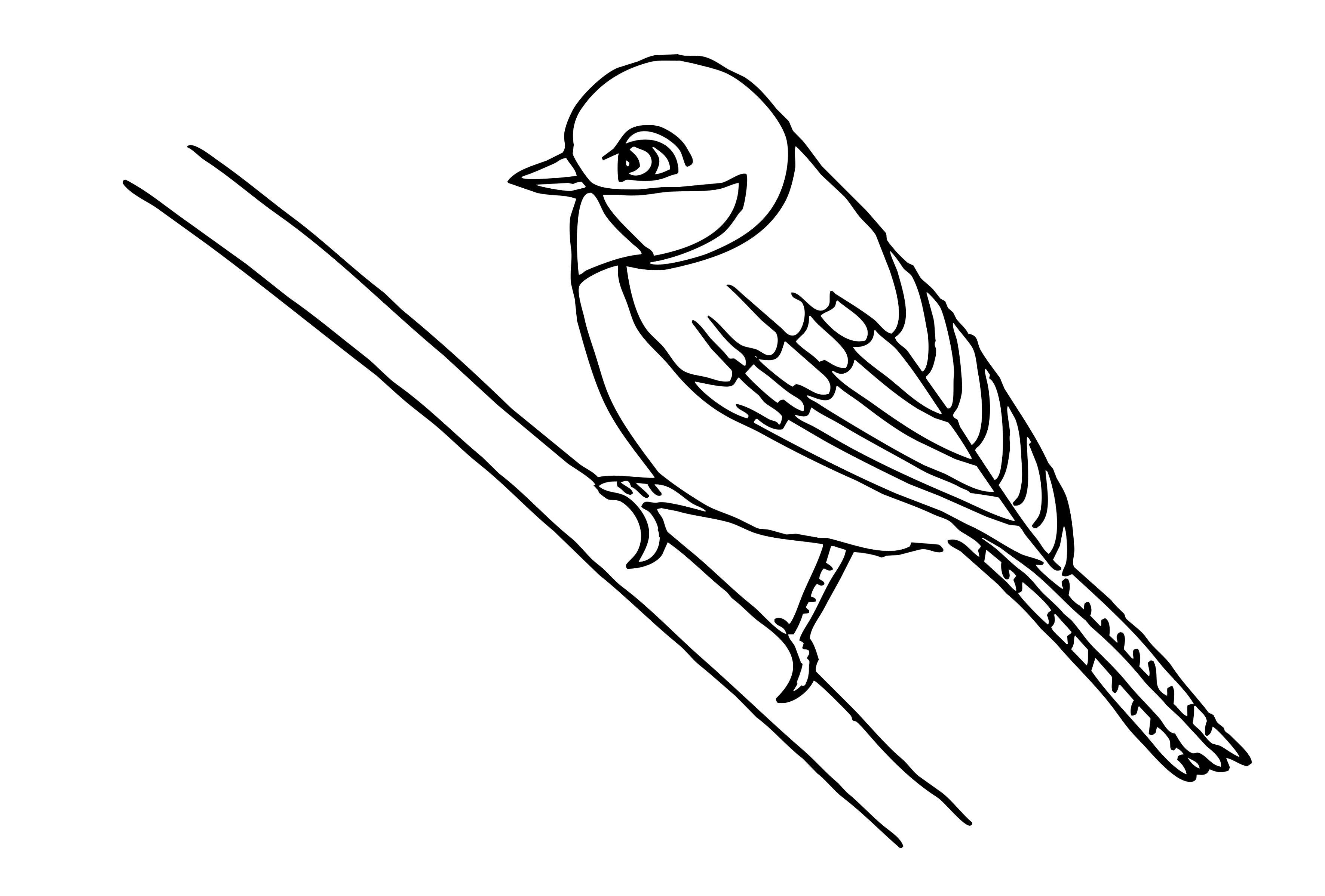 Coloring starling coloring pages starling on branch