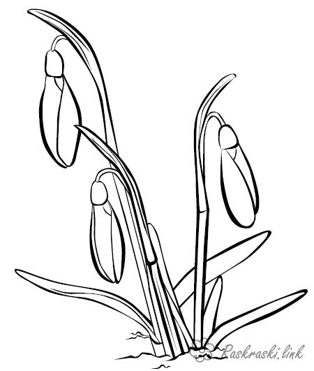 Розмальовки проліски розфарбування проліски перші весняні квіти