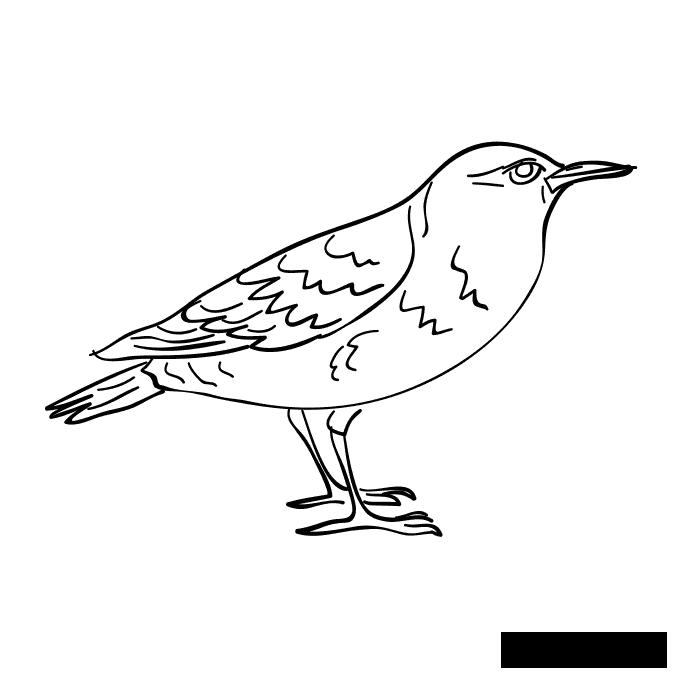 Розмальовки птах Птах