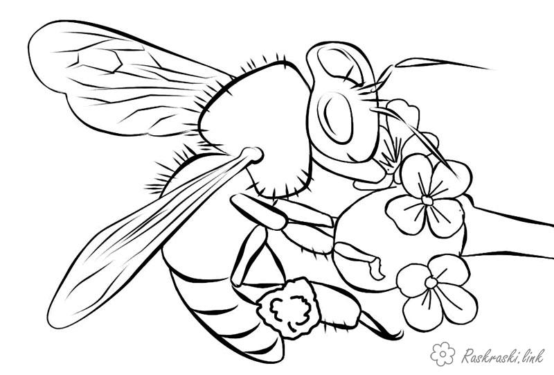 Розмальовки Комахи дитячі розмальовки, комахи, бджола, бджола на квітці