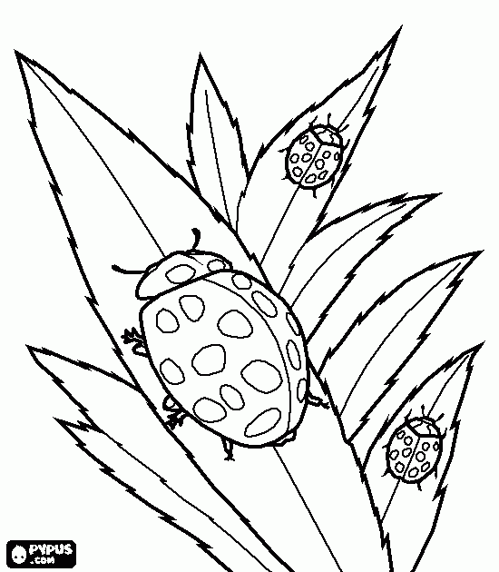 Розмальовки три дитячі розмальовки, комахи, сонечко, листя