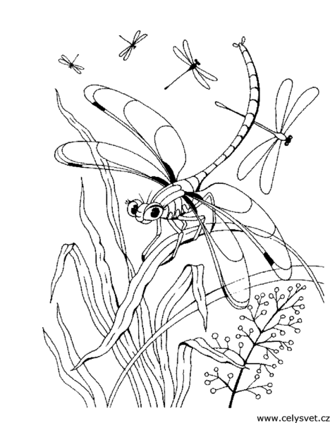 Розмальовки Комахи дитячі розмальовки, комахи, бабка, трава