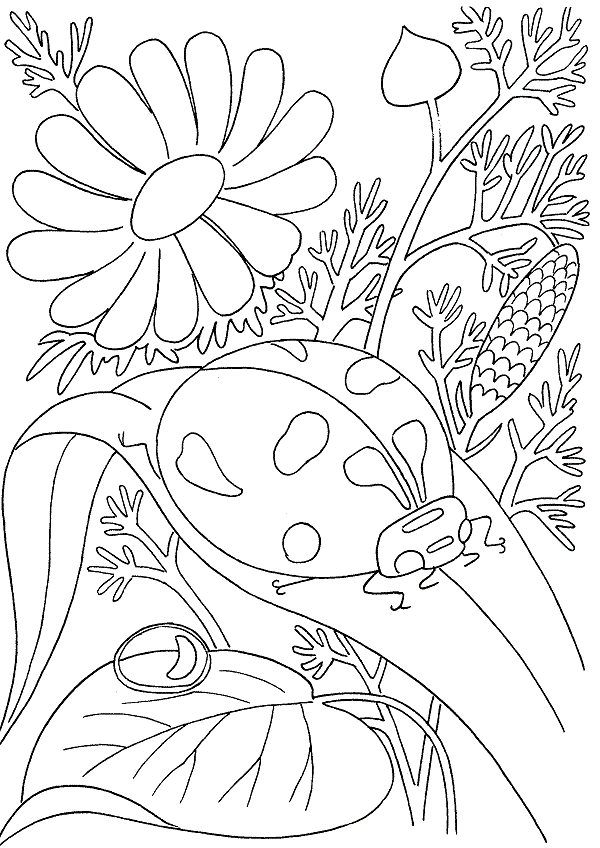 Розмальовки Комахи дитячі розмальовки, комахи, сонечко, квітка, трава, природа