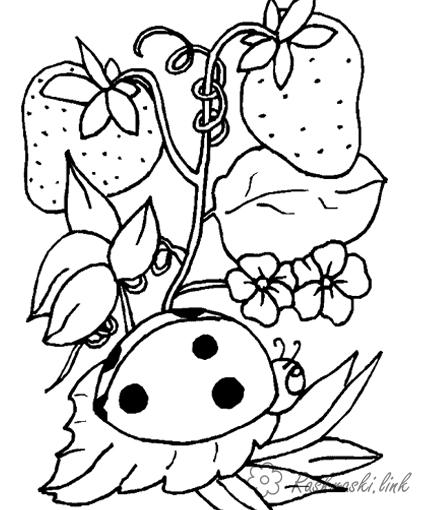 Розмальовки полунички дитячі розмальовки, комахи, сонечко, полуниця, полунички, рослини, ягоди