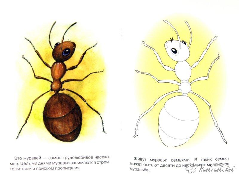 Раскраски Насекомые Познавательная раскраска для детей, насекомые, муравей