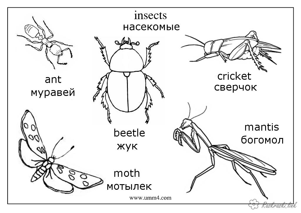 Розмальовки детские богомол, мотылек, жук, муравей, сверчок, насекомые, детские раскраски 