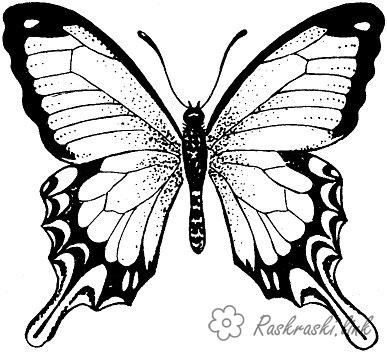Розмальовки Комахи Розмальовка для дітей метелик крупним планом
