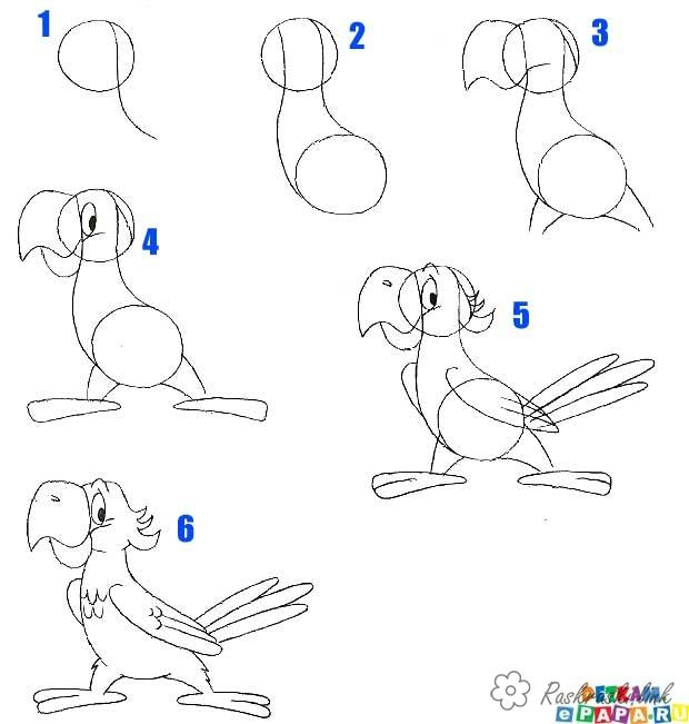 Розмальовки Як намалювати  папуга вчимося малювати