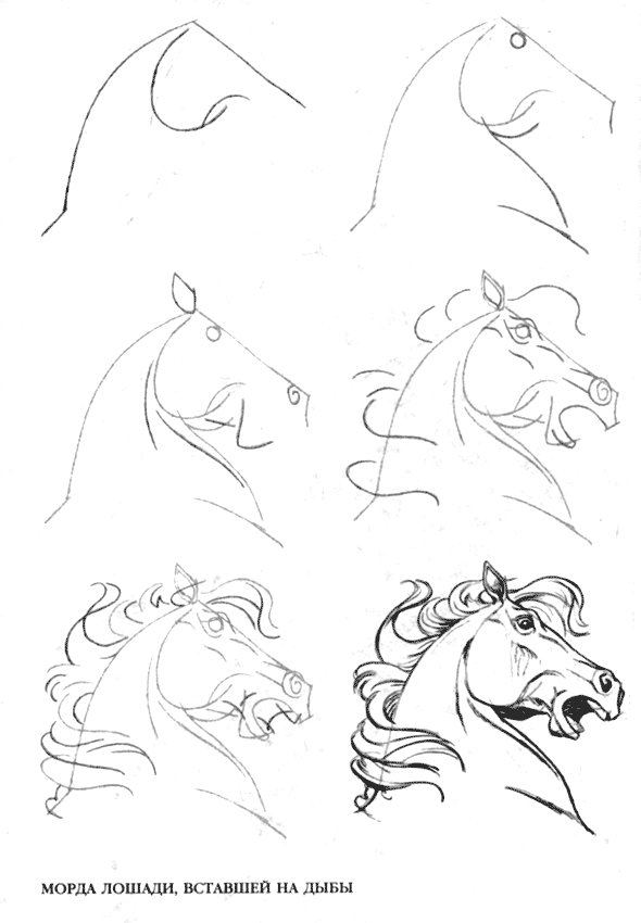 Розмальовки Як намалювати кінь поетапно
