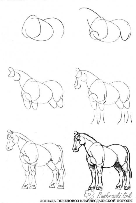 Розмальовки Як намалювати кінь