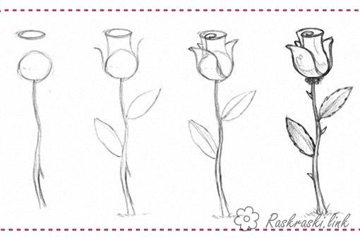 Розмальовки роза как нарисовать розу