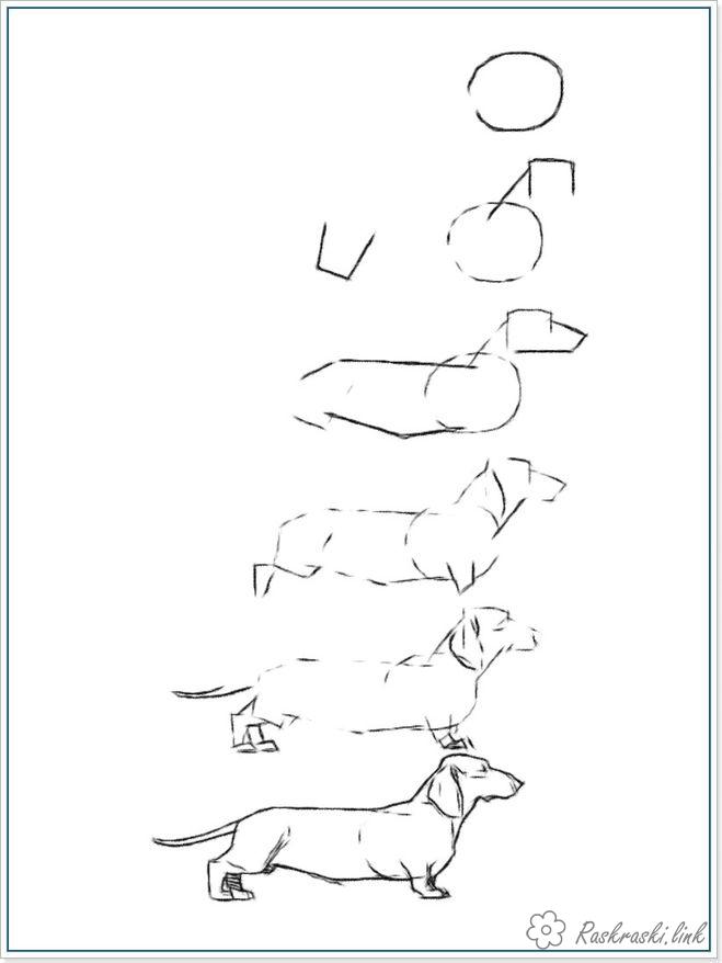 Розмальовки такса як намалювати собаку такса