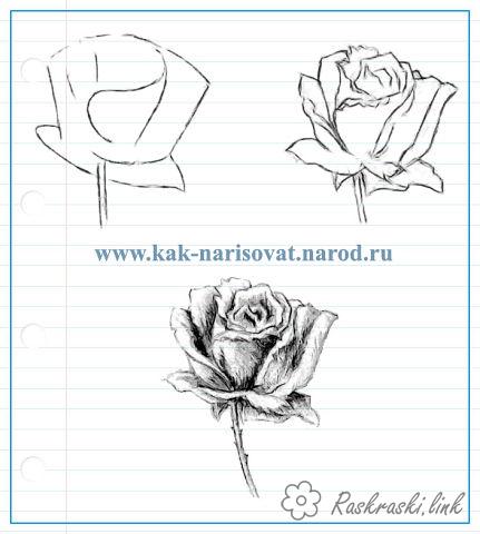 Розмальовки Як намалювати як намалювати троянду