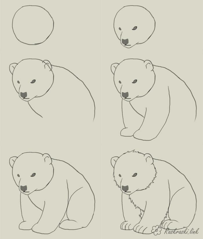 Розмальовки Як намалювати как нарисовать медведя
