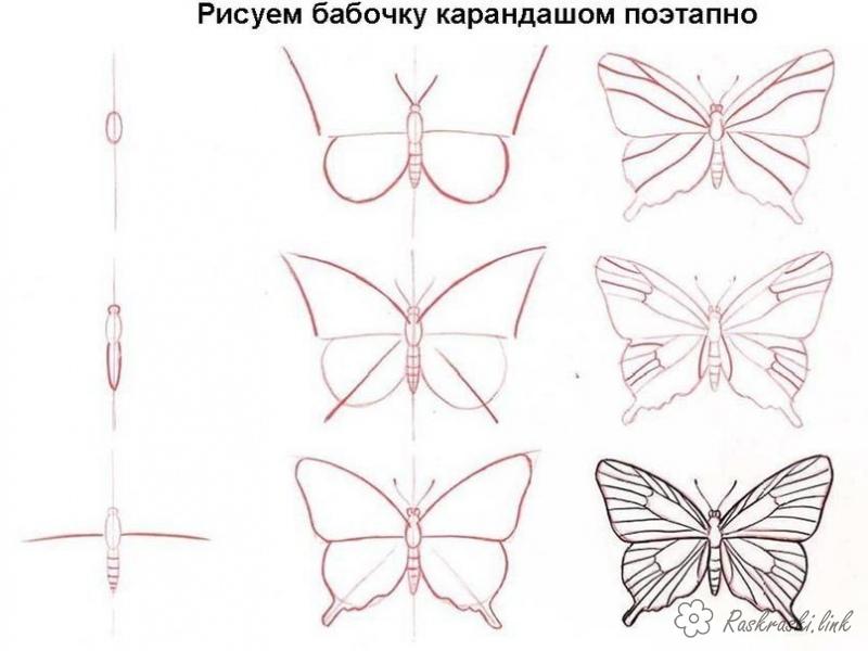 Розмальовки намалювати бабочка, поэтапно, нарисовать