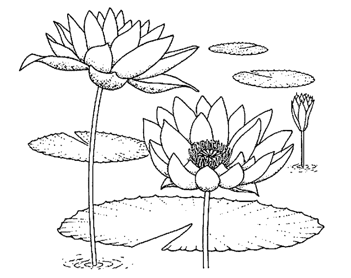 Розмальовки Розфарбувати квіти розфарбування лілії латаття