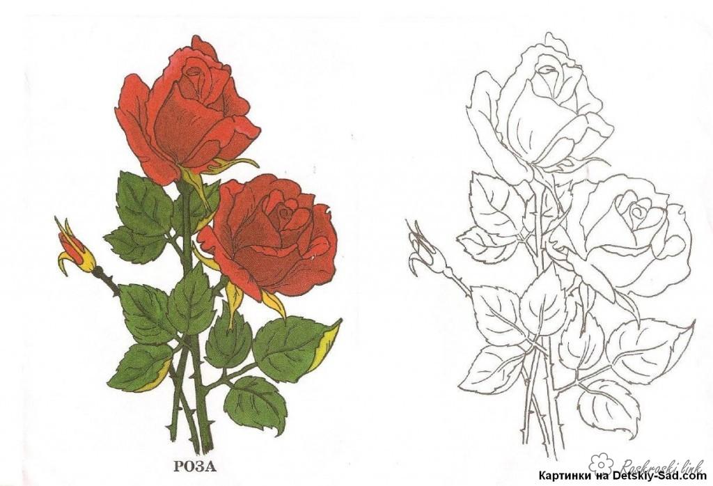 Розмальовки квіти Розфарбувати троянду