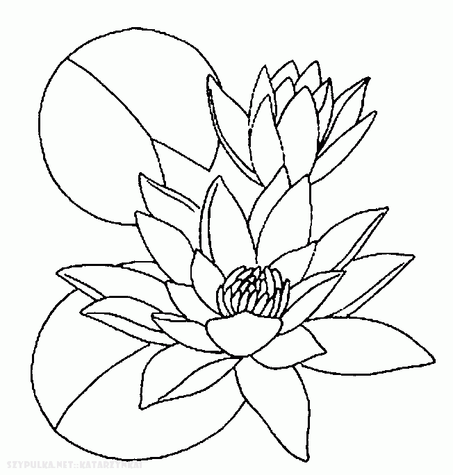 Розмальовки квітка лотос квітка трава рослина цвіте запашний